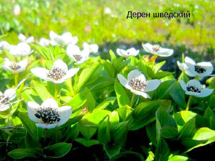 Дерен шведский 