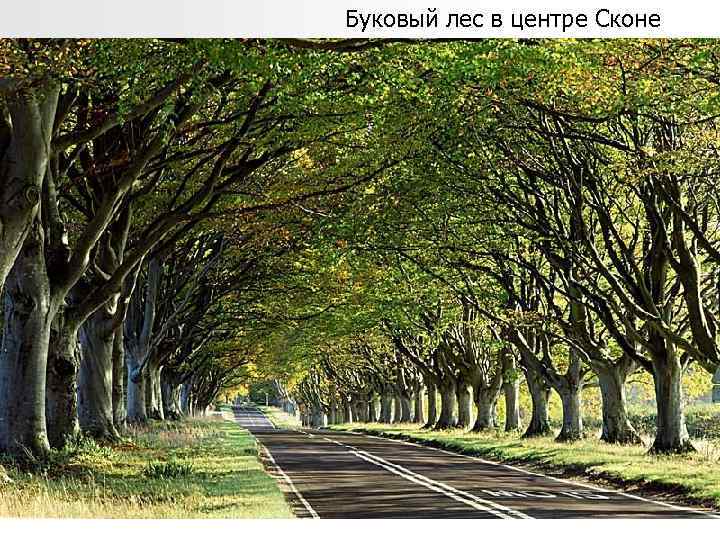 Буковый лес в центре Сконе 