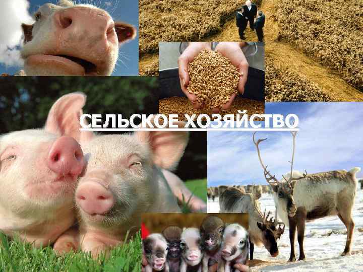 СЕЛЬСКОЕ ХОЗЯЙСТВО 
