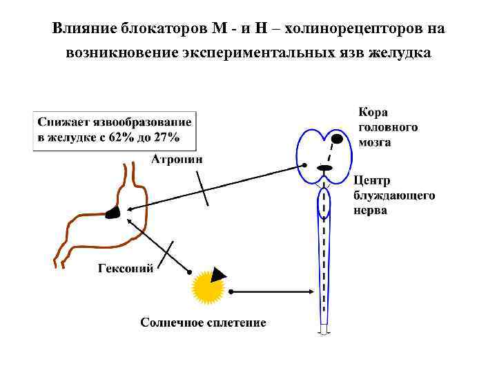 Влияние блокаторов М - и Н – холинорецепторов на возникновение экспериментальных язв желудка 