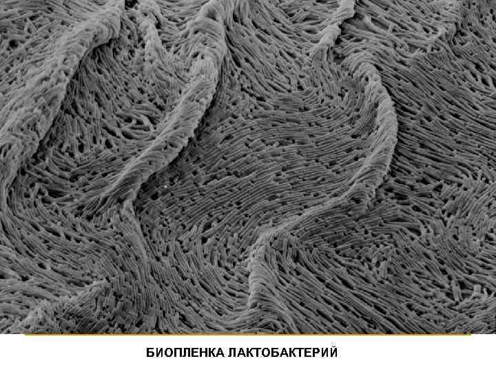БИОПЛЕНКА ЛАКТОБАКТЕРИЙ 