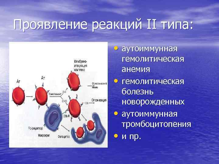 Проявление реакций II типа: • аутоиммунная • • • гемолитическая анемия гемолитическая болезнь новорожденных