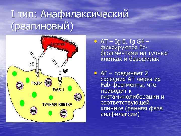 I тип: Анафилаксический (реагиновый) • АТ – Ig E, Ig G 4 – фиксируются