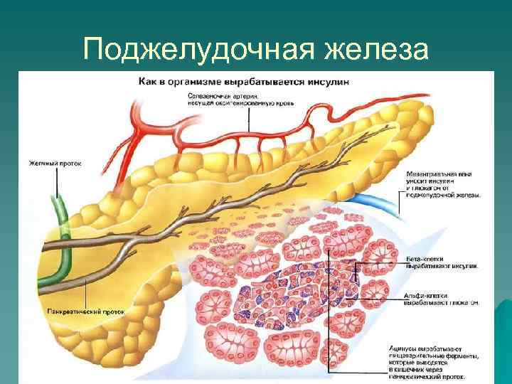 Поджелудочная железа 