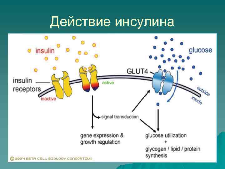 Действие инсулина 
