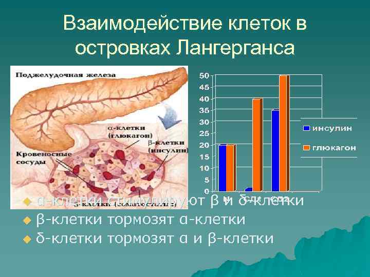 Взаимодействие клеток в островках Лангерганса α-клетки стимулируют β и δ-клетки u β-клетки тормозят α-клетки