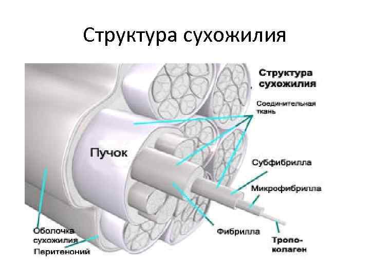 Сухожилие это. Строение сухожилия. Сухожилия анатомия схема. Строение сухожилия гистология. Сухожилие строение эндотеноний.