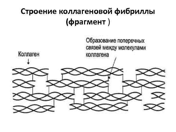 Строение коллагеновой фибриллы (фрагмент ) 