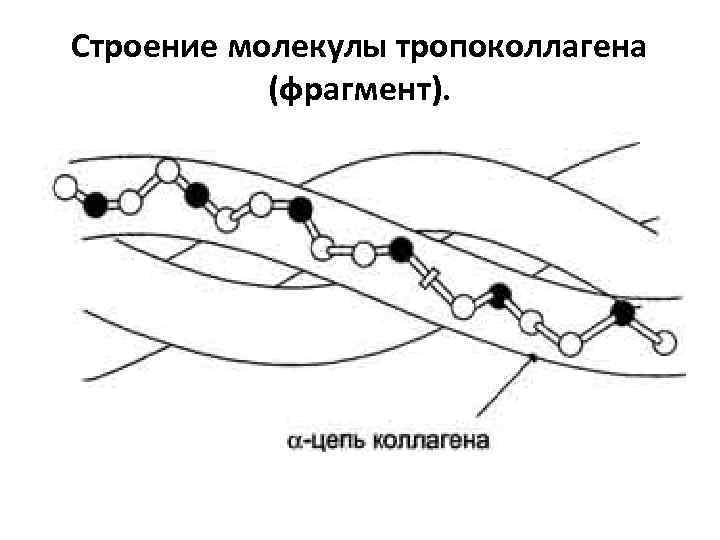 Строение молекулы тропоколлагена (фрагмент). 