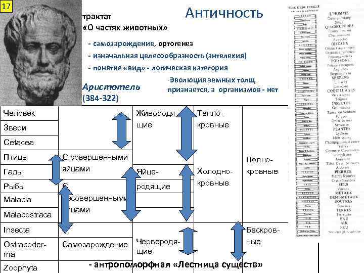 17 трактат «О частях животных» Античность - самозарождение, ортогенез - изначальная целесообразность (энтелехия) -