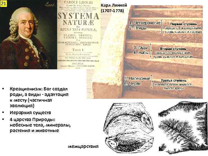 21 • • • Карл Линней (1707 -1778) Креационизм: Бог создал роды, а виды