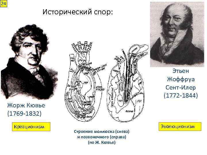 24 Исторический спор: Этьен Жоффруа Сент-Илер (1772 -1844) Жорж Кювье (1769 -1832) Креационизм Строение