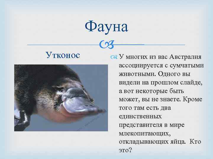 Утконос Фауна У многих из вас Австралия ассоциируется с сумчатыми животными. Одного вы видели