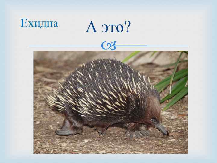 Ехидна А это? 