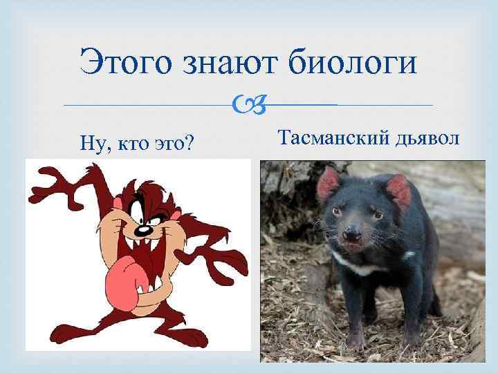 Этого знают биологи Ну, кто это? Тасманский дьявол 