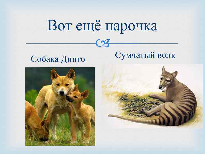 Вот ещё парочка Собака Динго Сумчатый волк 