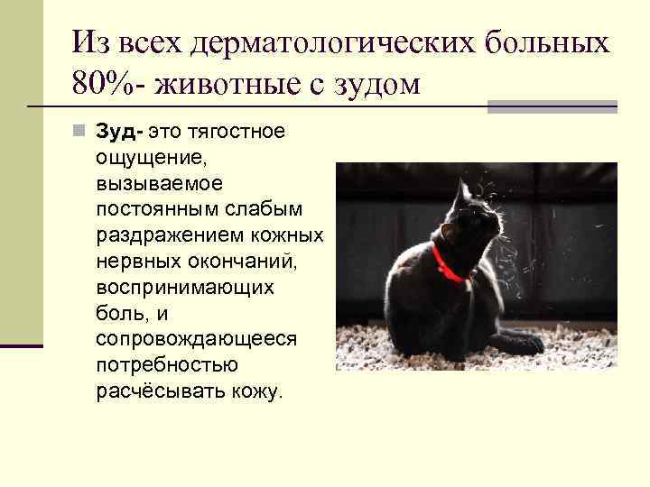 Из всех дерматологических больных 80%- животные с зудом n Зуд- это тягостное ощущение, вызываемое