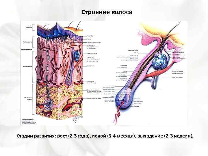 Строение волоса Стадии развития: рост (2 -3 года), покой (3 -4 месяца), выпадение (2