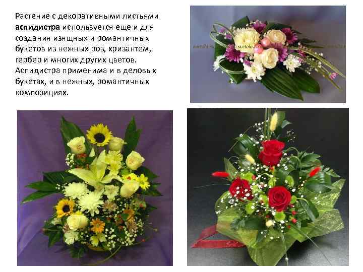 Цветы для составления букетов названия и фото