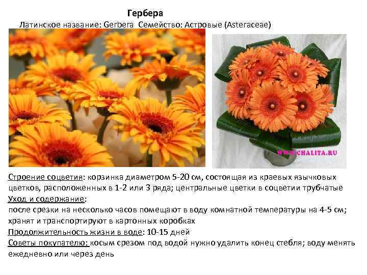 Гербера Латинское название: Gerbera Семейство: Астровые (Asteraceae) Строение соцветия: корзинка диаметром 5 -20 см,