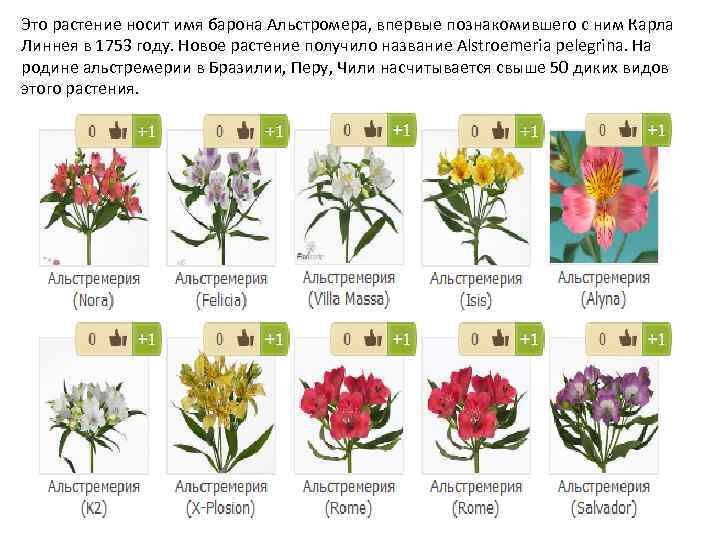 Это растение носит имя барона Альстромера, впервые познакомившего с ним Карла Линнея в 1753