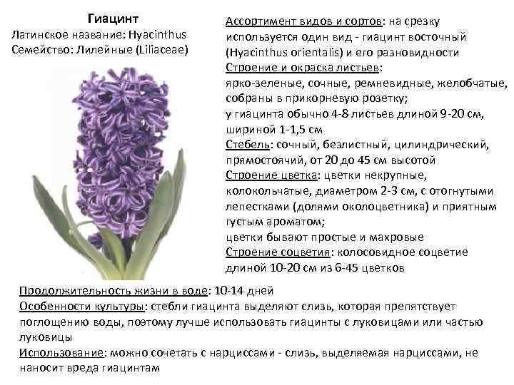 Гиацинт Латинское название: Hyacinthus Семейство: Лилейные (Liliaceae) Ассортимент видов и сортов: на срезку используется