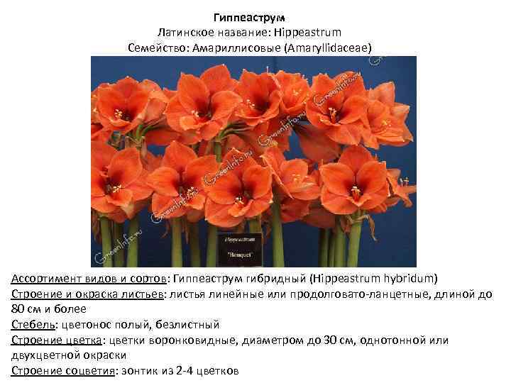 Гиппеаструм Латинское название: Hippeastrum Семейство: Амариллисовые (Amaryllidaceae) Ассортимент видов и сортов: Гиппеаструм гибридный (Hippeastrum