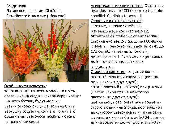Гладиолус Латинское название: Gladiolus Семейство: Ирисовые (Iridaceae) Особенности культуры: хорошо раскрываются в воде, но