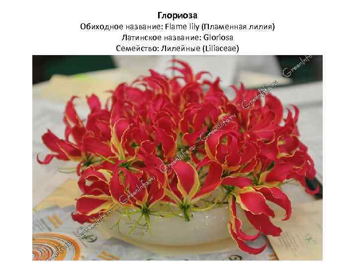 Глориоза Обиходное название: Flame lily (Пламенная лилия) Латинское название: Gloriosa Семейство: Лилейные (Liliaceae) 