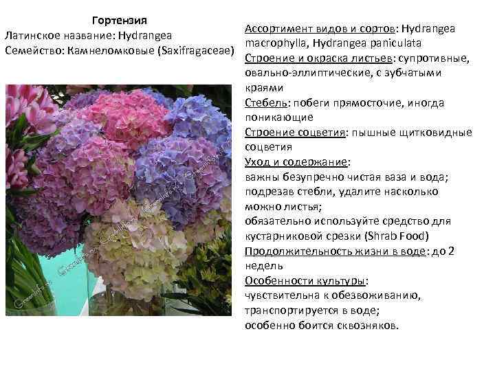 Гортензия Ассортимент видов и сортов: Hydrangea Латинское название: Hydrangea macrophylla, Hydrangea paniculata Семейство: Камнеломковые