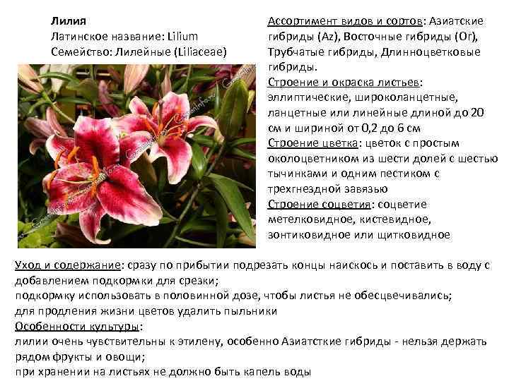Лилия Латинское название: Lilium Семейство: Лилейные (Liliaceae) Ассортимент видов и сортов: Азиатские гибриды (Az),