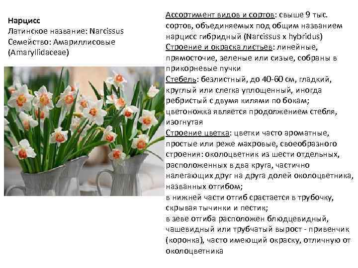 Нарцисс Латинское название: Narcissus Семейство: Амариллисовые (Amaryllidaceae) Ассортимент видов и сортов: свыше 9 тыс.