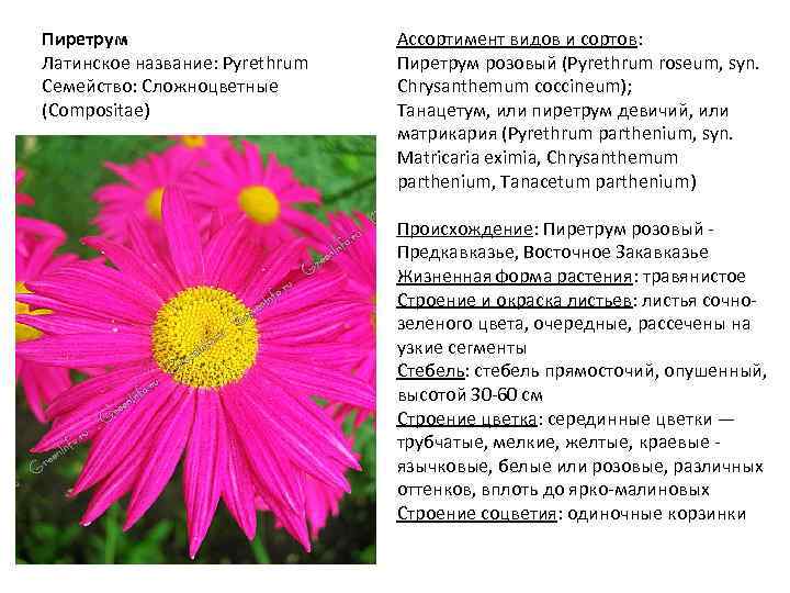 Пиретрум Латинское название: Pyrethrum Семейство: Сложноцветные (Compositae) Ассортимент видов и сортов: Пиретрум розовый (Pyrethrum