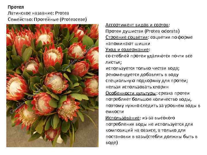 Протея Латинское название: Protea Семейство: Протейные (Proteaceae) Ассортимент видов и сортов: Протея душистая (Protea