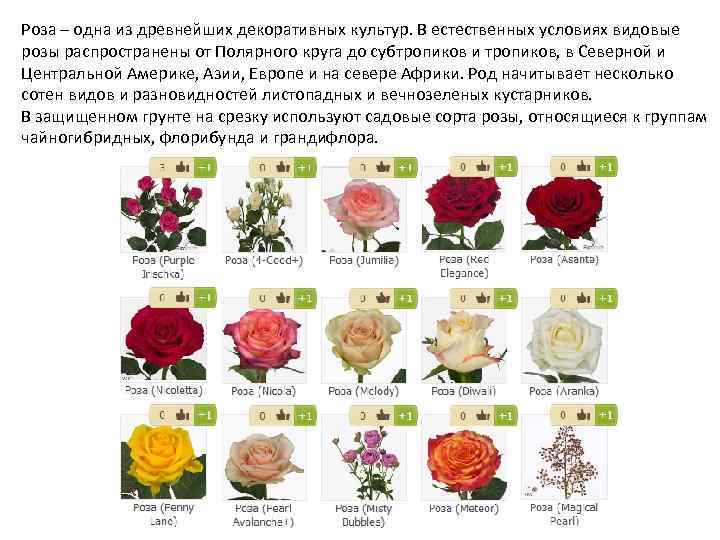 Роза – одна из древнейших декоративных культур. В естественных условиях видовые розы распространены от
