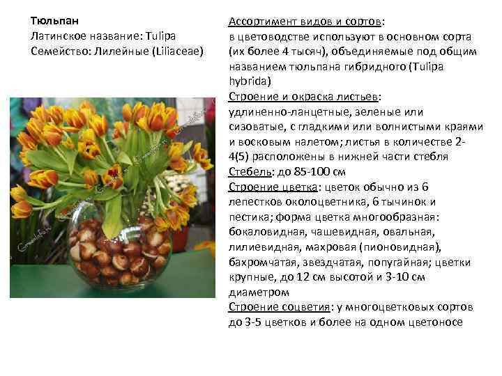 Тюльпан Латинское название: Tulipa Семейство: Лилейные (Liliaceae) Ассортимент видов и сортов: в цветоводстве используют