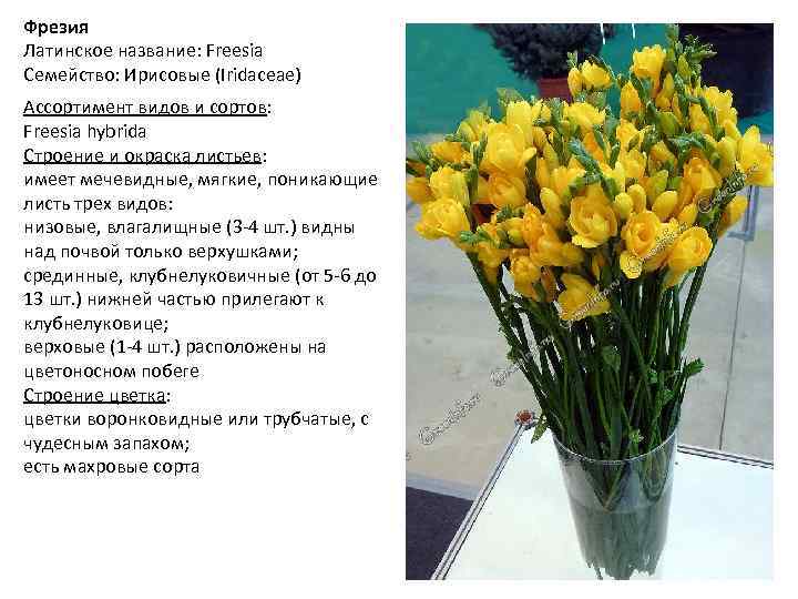 Фрезии цветы фото и описание
