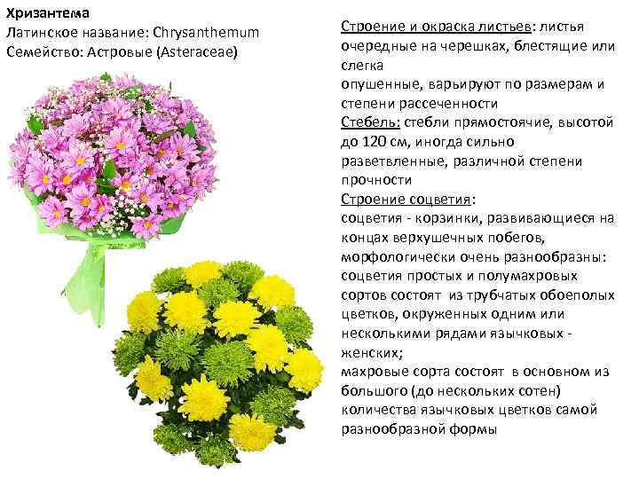 Хризантема Латинское название: Chrysanthemum Семейство: Астровые (Asteraceae) Строение и окраска листьев: листья очередные на