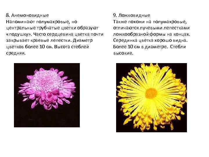 8. Анемоновидные Напоминают полумахровые, но центральные трубчатые цветки образуют «подушку» . Часто сердцевина цветка