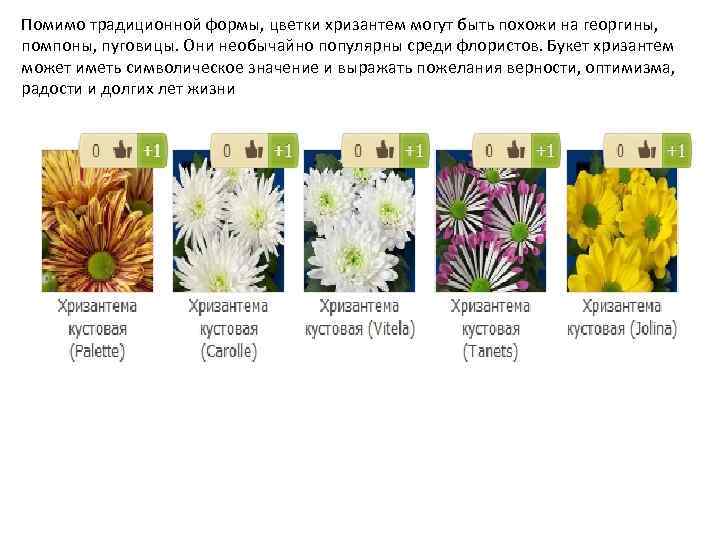 Помимо традиционной формы, цветки хризантем могут быть похожи на георгины, помпоны, пуговицы. Они необычайно