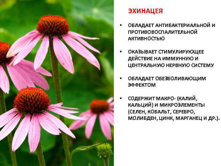 ЭХИНАЦЕЯ • ОБЛАДАЕТ АНТИБАКТЕРИАЛЬНОЙ И ПРОТИВОВОСПАЛИТЕЛЬНОЙ АКТИВНОСТЬЮ • ОКАЗЫВАЕТ СТИМУЛИРУЮЩЕЕ ДЕЙСТВИЕ НА ИММУННУЮ И