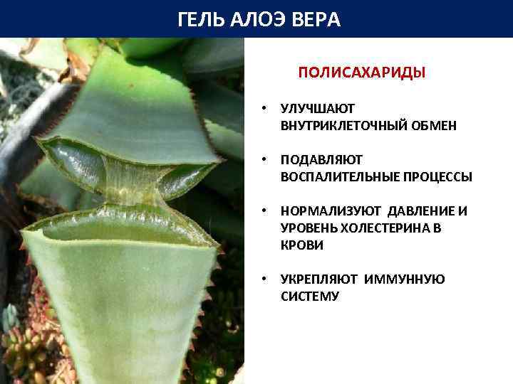 ГЕЛЬ АЛОЭ ВЕРА ПОЛИСАХАРИДЫ • УЛУЧШАЮТ ВНУТРИКЛЕТОЧНЫЙ ОБМЕН • ПОДАВЛЯЮТ ВОСПАЛИТЕЛЬНЫЕ ПРОЦЕССЫ • НОРМАЛИЗУЮТ