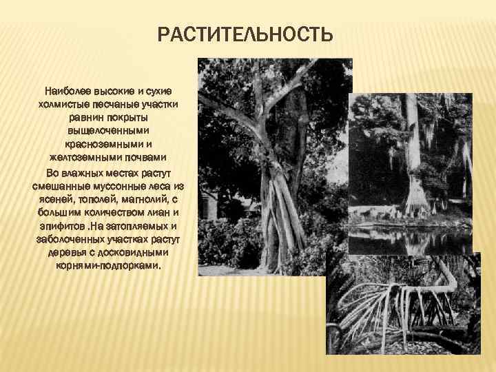 РАСТИТЕЛЬНОСТЬ Наиболее высокие и сухие холмистые песчаные участки равнин покрыты выщелоченными красноземными и желтоземными