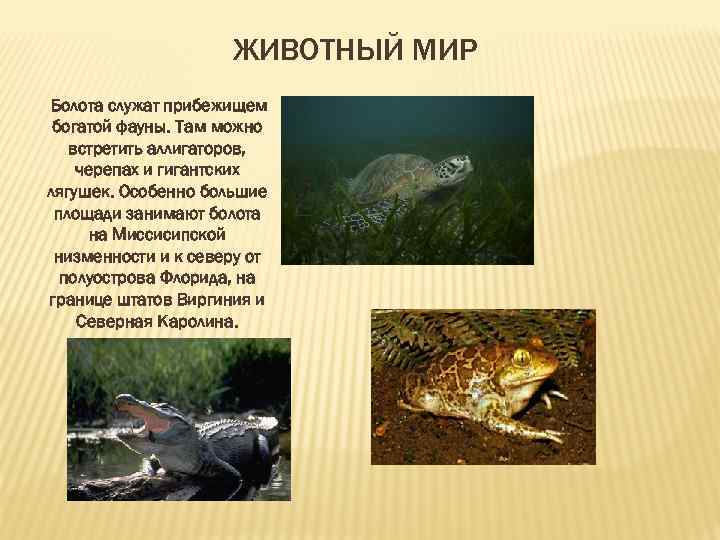 ЖИВОТНЫЙ МИР Болота служат прибежищем богатой фауны. Там можно встретить аллигаторов, черепах и гигантских