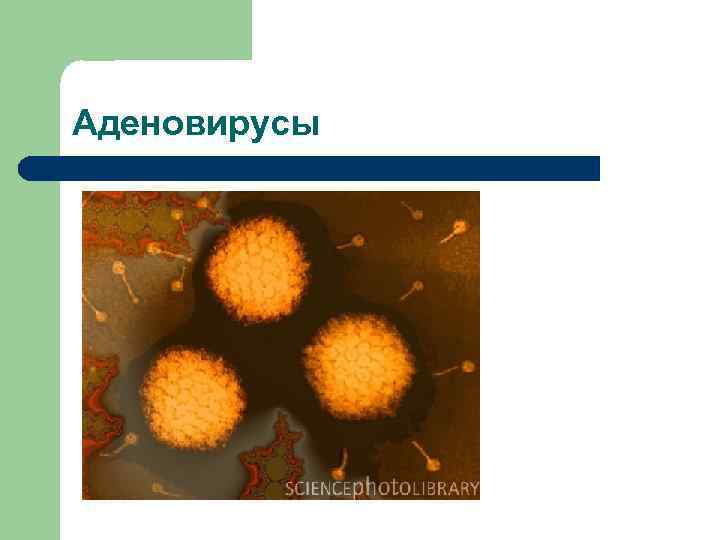 Аденовирусы 