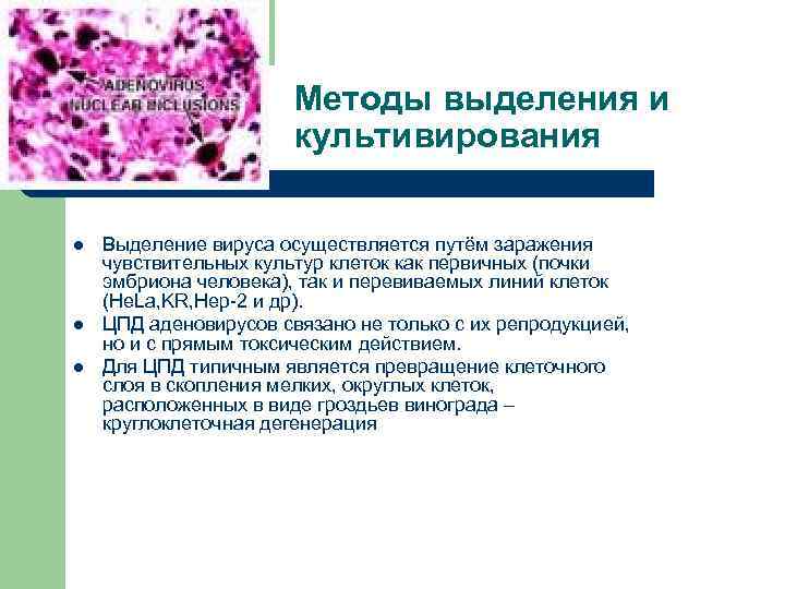 Методы выделения и культивирования l l l Выделение вируса осуществляется путём заражения чувствительных культур