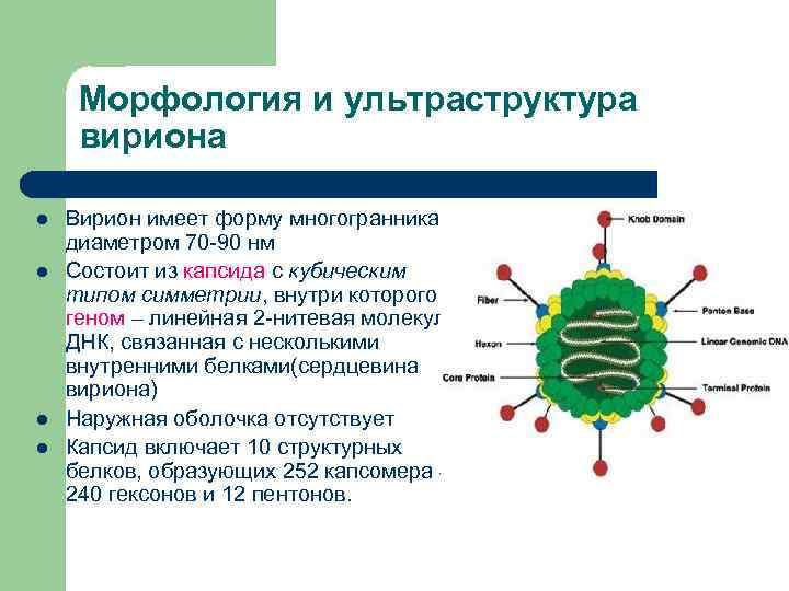 Морфология и ультраструктура вириона l l Вирион имеет форму многогранника с диаметром 70 -90