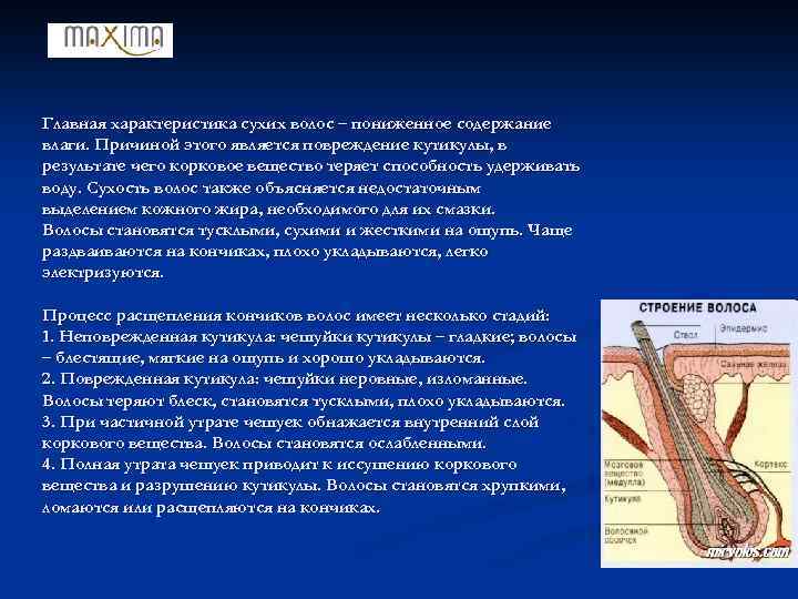 Главная характеристика сухих волос – пониженное содержание влаги. Причиной этого является повреждение кутикулы, в