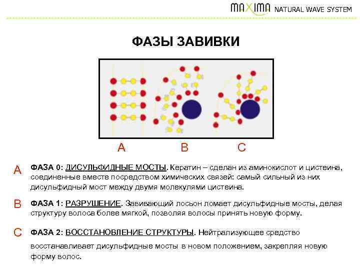 NATURAL WAVE SYSTEM ФАЗЫ ЗАВИВКИ A B C A ФАЗА 0: ДИСУЛЬФИДНЫЕ МОСТЫ. Кератин