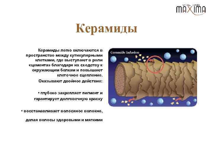 Керамиды легко включаются в пространство между кутикулярными клетками, где выступают в роли «цемента» благодаря